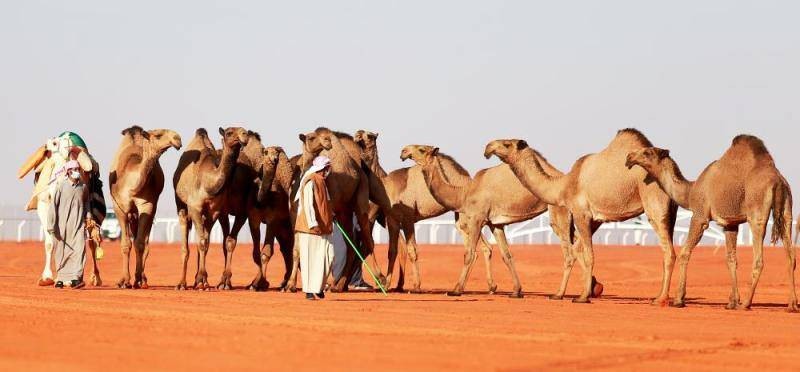 بالأسماء.. إعلان المتأهلين في فئة الفحل وإنتاجه للوني الصفر والشعل لمرحلة التحكيم النهائي – أخبار السعودية