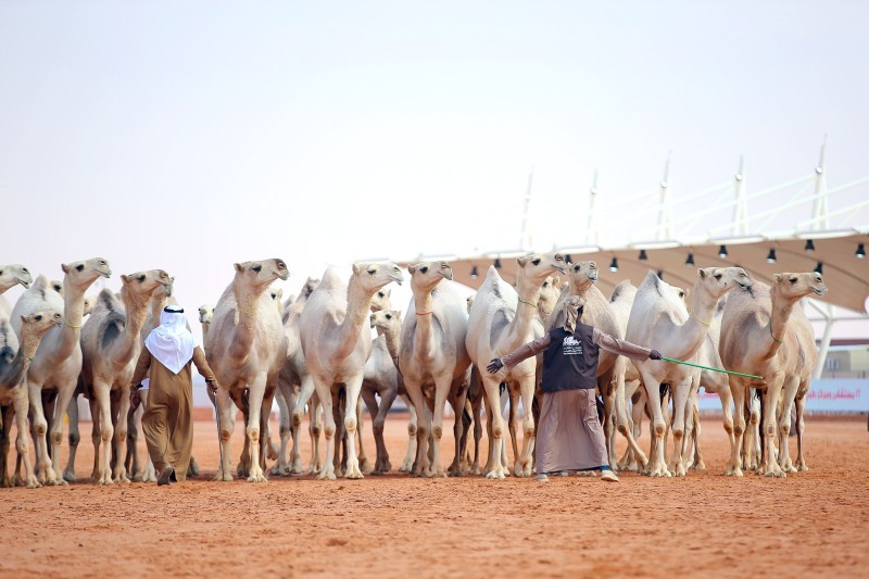 650 مليوناً تثري أشواط البداوة بمهرجان الإبل – أخبار السعودية