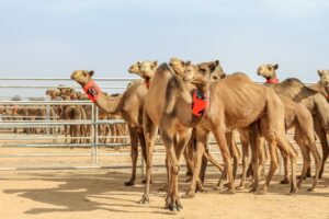 الهجانة العمانية «آخر سلطانية» – أخبار السعودية