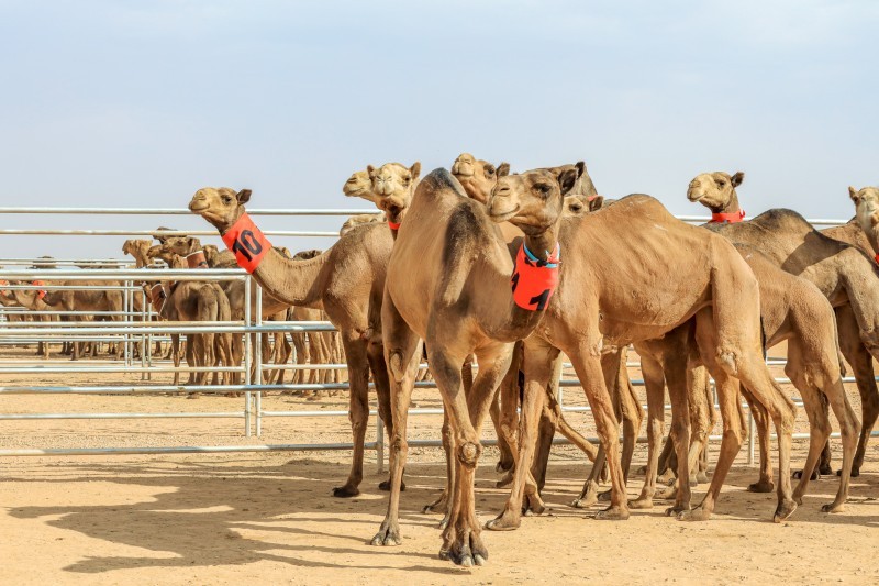 الهجانة العمانية «آخر سلطانية» – أخبار السعودية