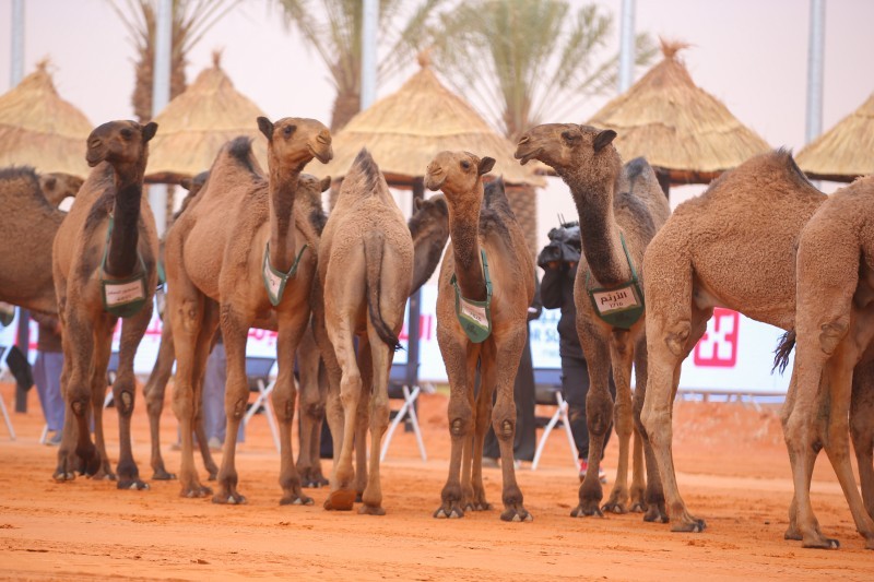 «مشهور الصفر» أولا في شوط «مفاريد قعدان الصفر» – أخبار السعودية