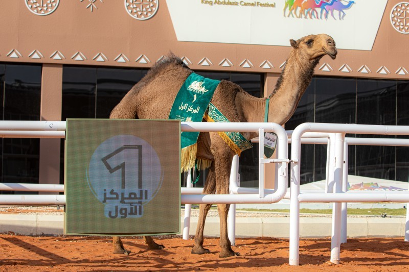 الفردية «الشرقية» تتصدر شوط دق لون الصفر – أخبار السعودية