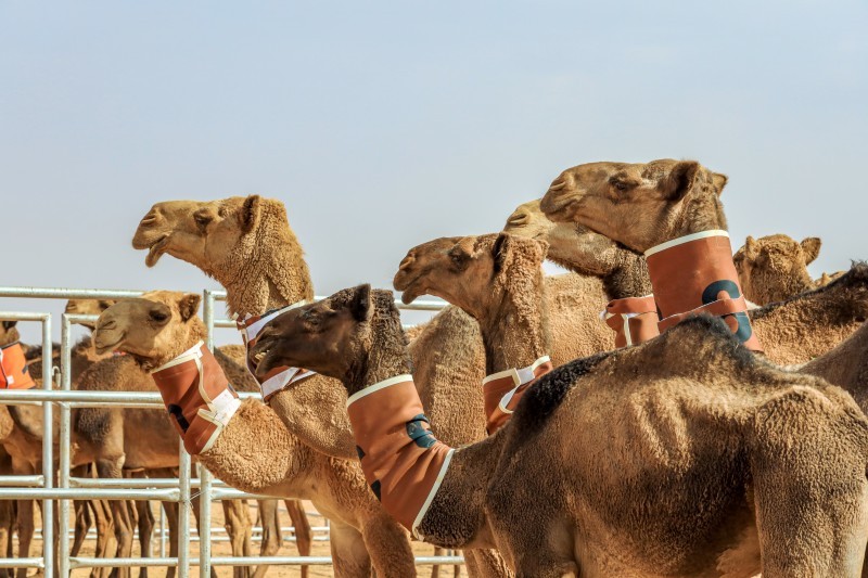 مهرجان الإبل يُسخر تقنية الباركود للإصلاح والصيانة – أخبار السعودية