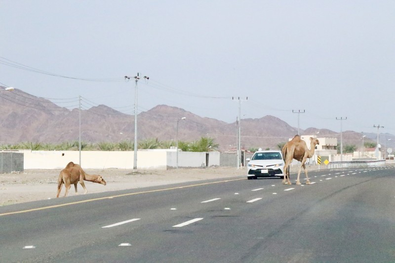 جِمال سائبة على طريق المدينة – العلا.. تهديد للعابرين – أخبار السعودية