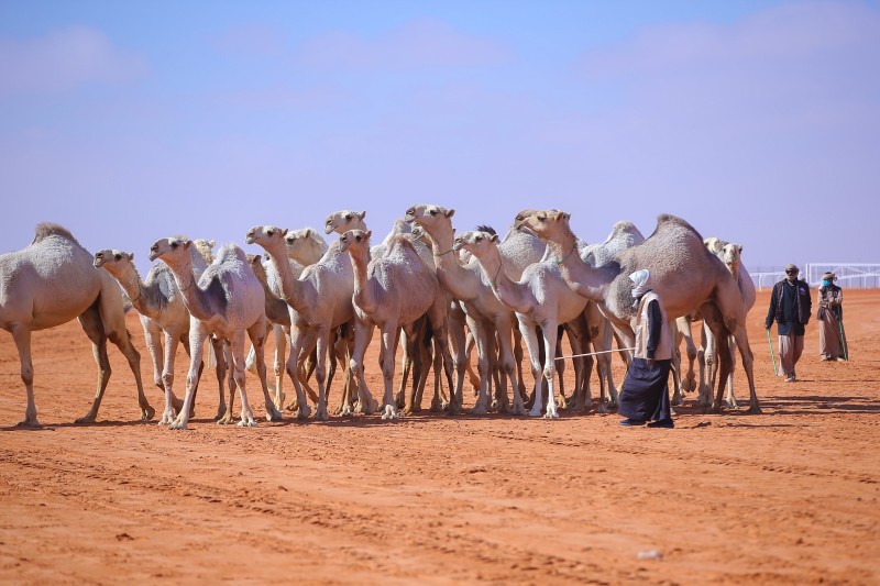 «الاوايل» أولاً في «شلفا ولي العهد» – أخبار السعودية