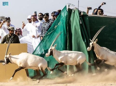 «المها العربي» في محمية نيوم لأول مرة منذ 100 عام