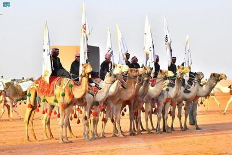 مهرجان الملك عبد العزيز للإبل يجذب الجماهير في أيامه الأولى