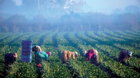 توقعات بنمو الاقتصاد المصري بوتيرة أسرع من تقديرات الحكومة