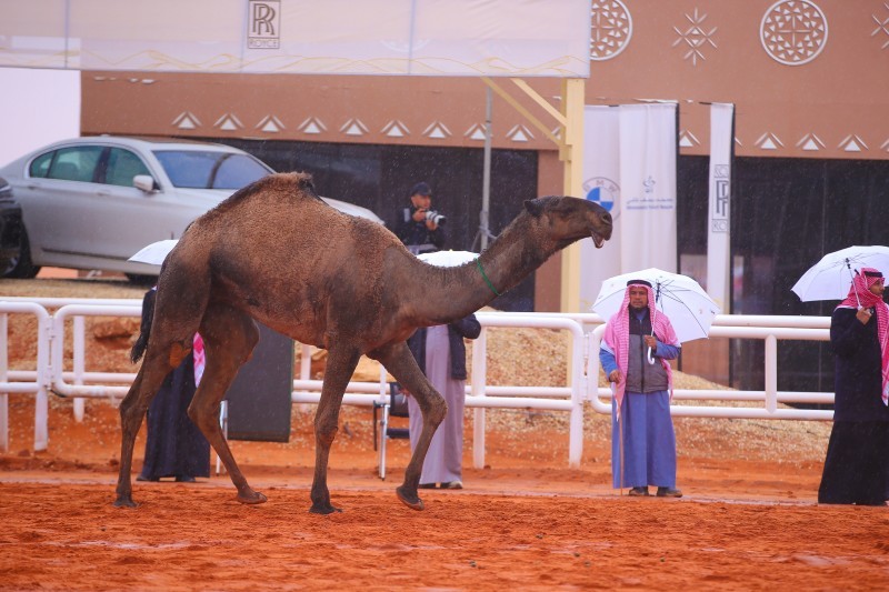 «نحارات» تتصدر شوط سيف الملك – أخبار السعودية