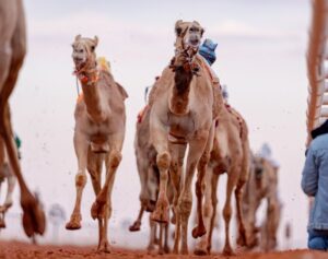 «غلا» الأسرع في الأشواط المسائية – أخبار السعودية