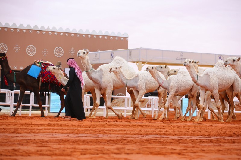 «مذهلات الجزيرة» تخطف جائزة شوط شلفا ولي العهد – أخبار السعودية