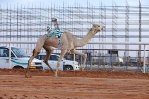 مهرجان الملك عبدالعزيز للإبل يسدل الستار على نسخته السابعة بعد منافسات كبيرة – أخبار السعودية