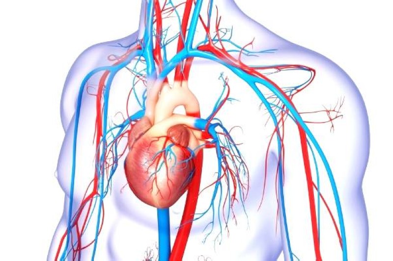 ماذا يمكن أن يفعل النظام الغذائي بأوعيتك الدموية ؟ – أخبار السعودية