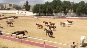 قيادي حوثي يحوّل فناء وزارة إلى مزرعة بطاطس… ويبيع نادي الفروسية