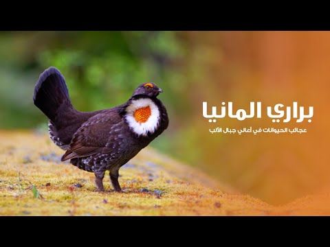 براري المانيا عجائب الحيوانات في أعالي جبال الألب | كويست عربية Quest Arabiya 4k