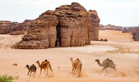 فيليب جونز: كأس العُلا للهجن قصة للتراث الثقافي الغني