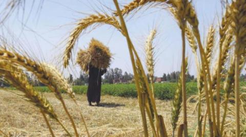 ماذا يعني انسحاب مصر من «اتفاقية تجارة الحبوب»؟