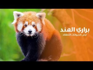 براري الهند ارض الحيوانات اللطفاء | كويست عربية Quest Arabiya