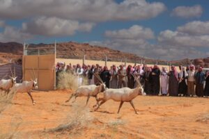 إطلاق 65 من «المها» و«غزال الريم» بمحمية الملك سلمان الملكية – أخبار السعودية