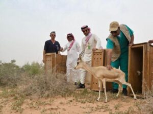 إطلاق 92 كائناً فطرياً في متنزه البيضاء البري بالمدينة المنورة