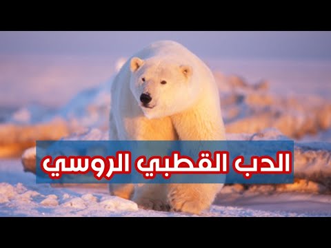 الدب القطبي الروسي | الحياة البرية بشمال روسيا