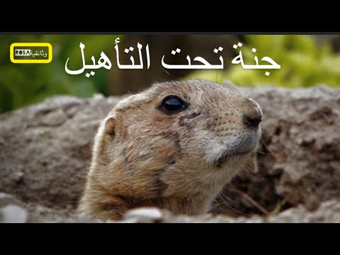 جنة تحت التأهيل 1 | نهر إن | 2023 HD