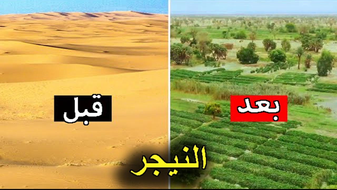 كيف حولت النيجر الصحراء الكبرى إلى غابات خضراء (مشروع النيجر العبقري لاستصلاح الصحراء)