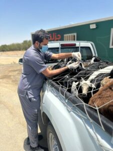 تطويق منافذ مكة بفرق بيطرية لمنع دخول المواشي غير المفحوصة – أخبار السعودية