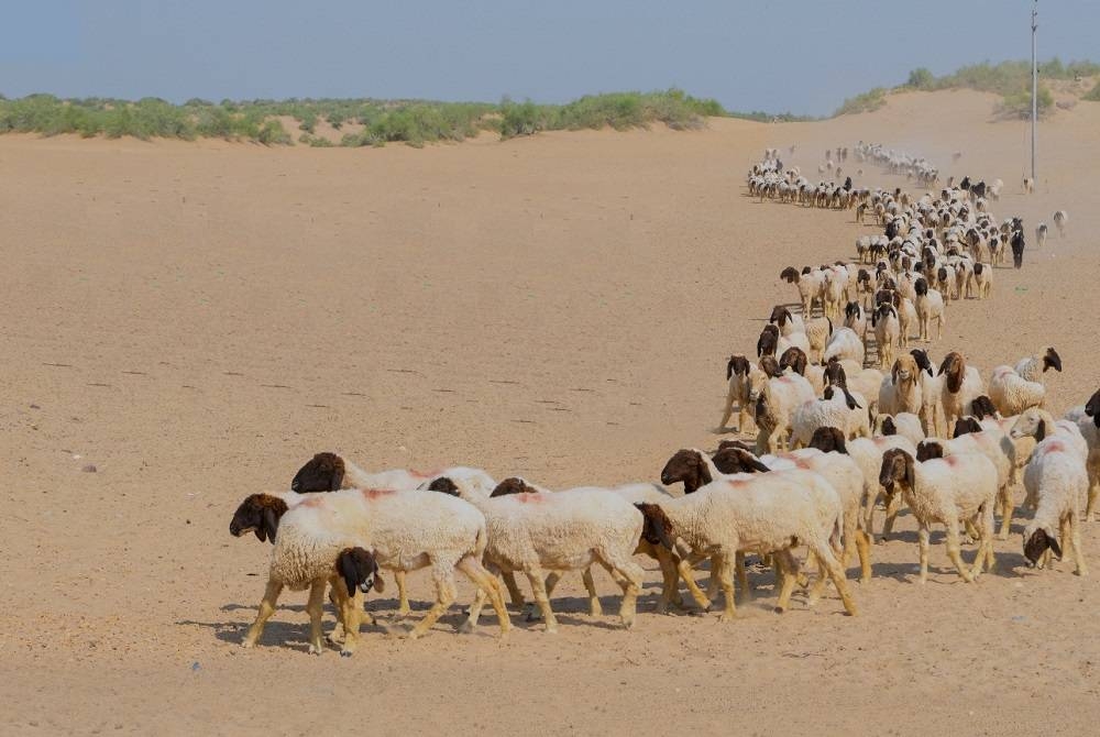 «البيئة»: 60 يومًا على انتهاء مهلة عودة المواشي والإبل المملوكة لغير السعوديين إلى دولهم – أخبار السعودية