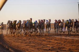 155 ألفا جائزة الماراثون النسائي في مهرجان ولي العهد للهجن – أخبار السعودية