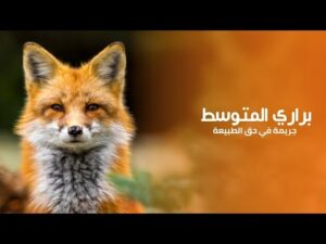 براري البحر الابيض المتوسط جريمة في حق الطبيعة | كويست عربية Quest Arabiya