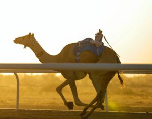 المطية «إعلان».. التوقيت الأفضل في اليوم قبل الأخير – أخبار السعودية