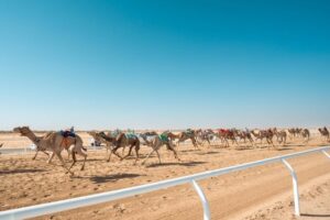 سيف الفلاحي.. حكايات في عالم الهجن – أخبار السعودية