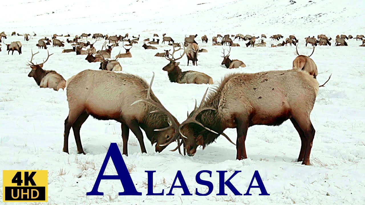 ALASKA 4K Relaxation Film/ Animals, Landscapes , Nature Sounds & Relaxing Music/ Alaska is amazing