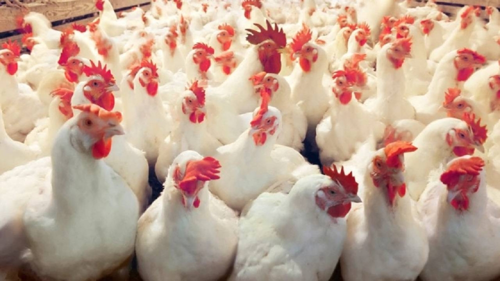 إعدام 27700 طائر في ألمانيا والدنمارك بسبب «H5N1» – أخبار السعودية