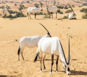 محميات تسترضي الطبيعة كي لا تنتقم لنفسها – أخبار السعودية