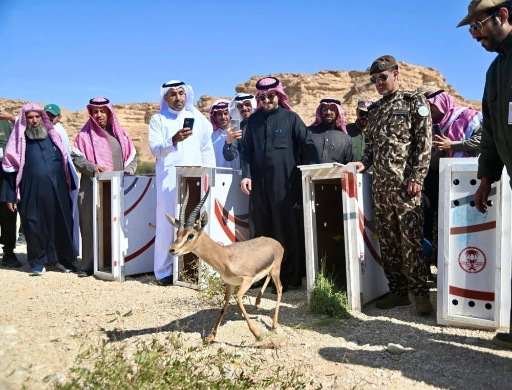 «الحياة الفطرية» يطلق 34 كائناً فطرياً في محمية الوعول – أخبار السعودية