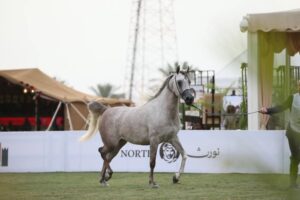 «مربط عذبة» يلفت الأنظار في البطولة الوطنية لجمال الخيل – أخبار السعودية