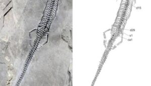 اكتشاف زاحف بحري عمره 240 مليون عام – أخبار السعودية