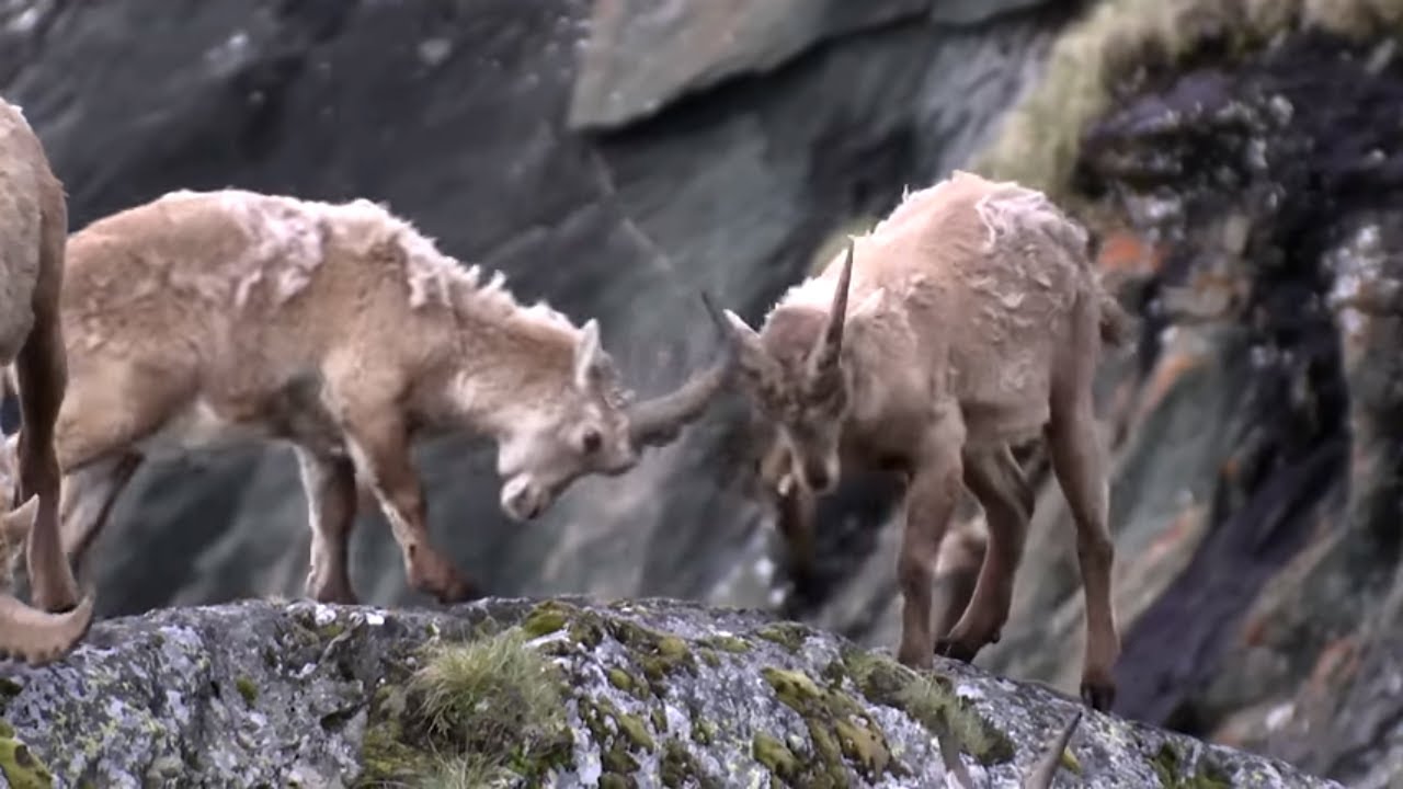 Spring Across Europe: From the Alps to the Polar Sea